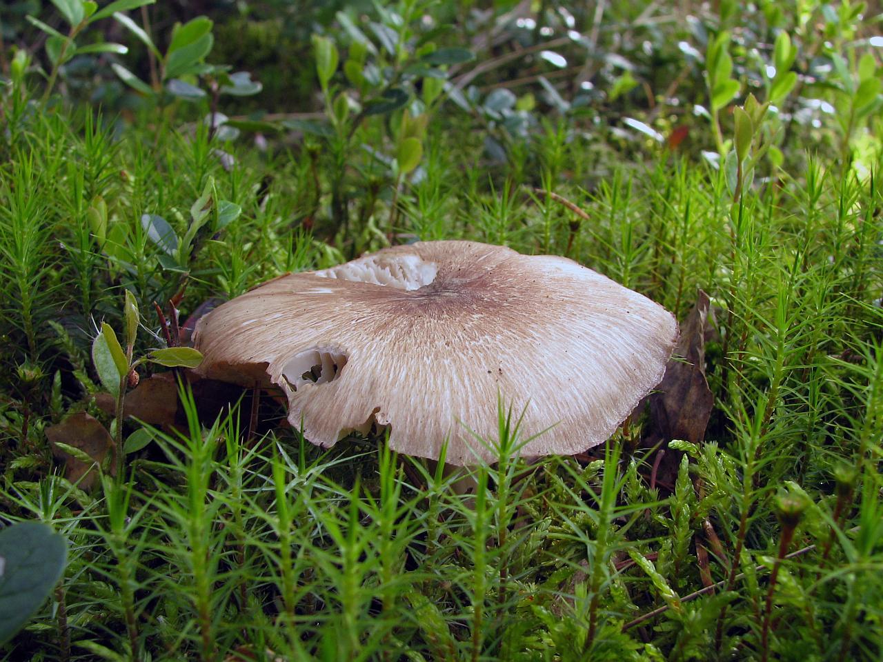 Megacollybia platyphylla