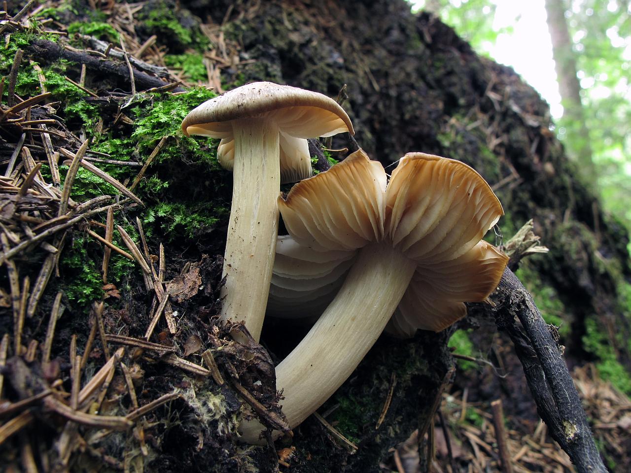Megacollybia platyphylla