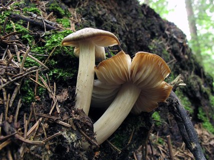 Megacollybia platyphylla