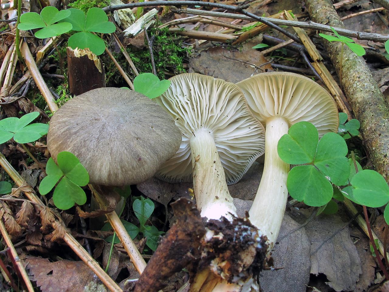 Megacollybia platyphylla