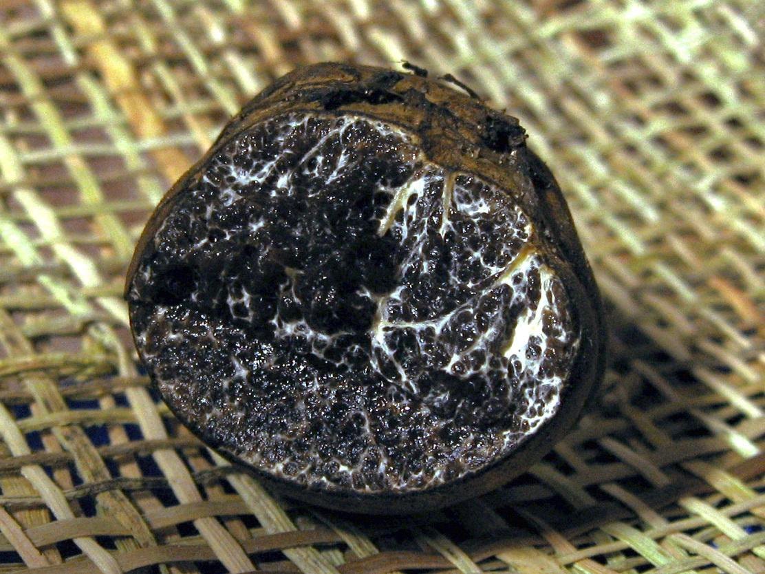 Melanogaster