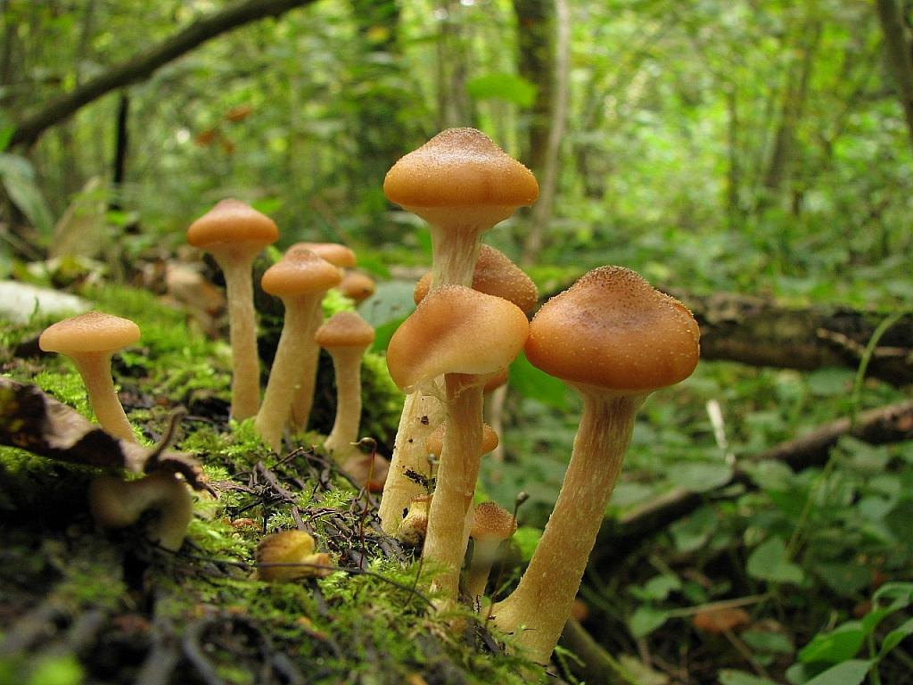 Armillaria cepistipes