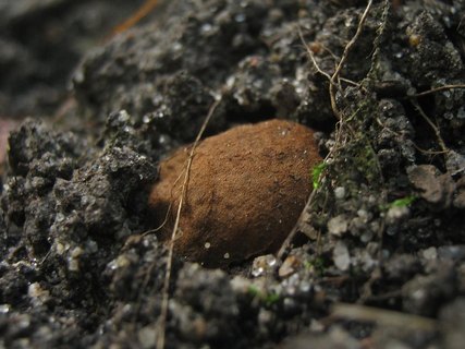 Melanogaster broomeanus