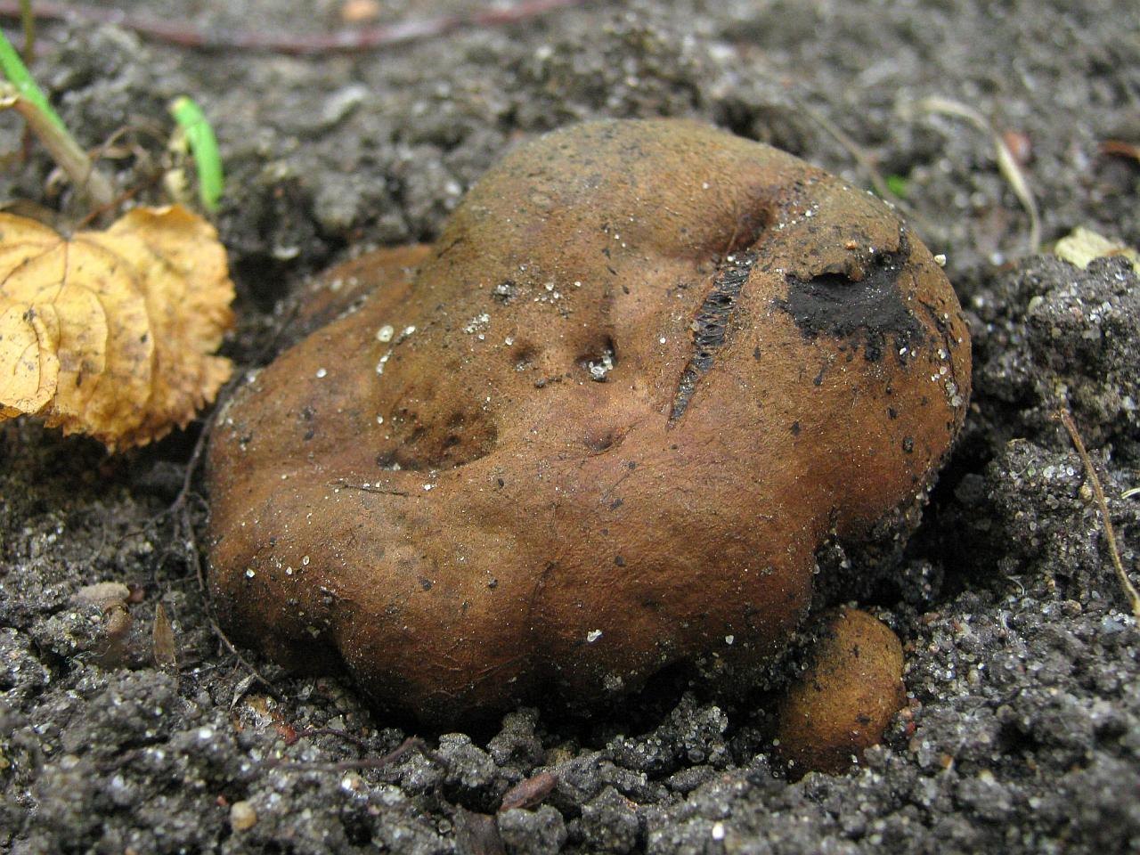 Melanogaster broomeanus