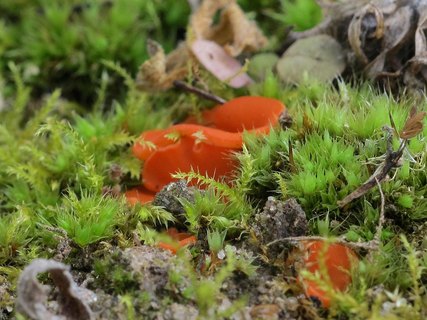 Melastiza chateri