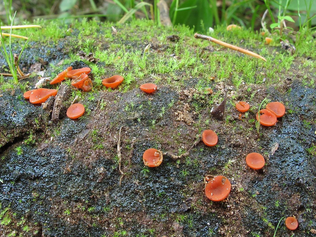 Melastiza chateri