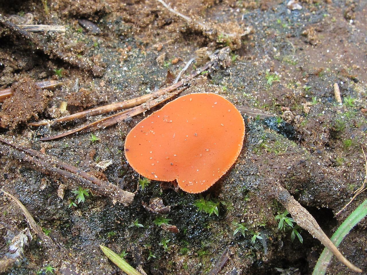 Melastiza chateri