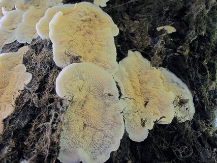 Merulius tremellosus