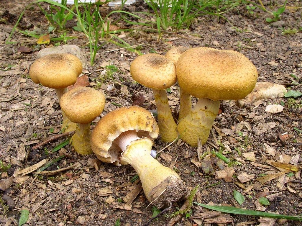 Armillaria gallica