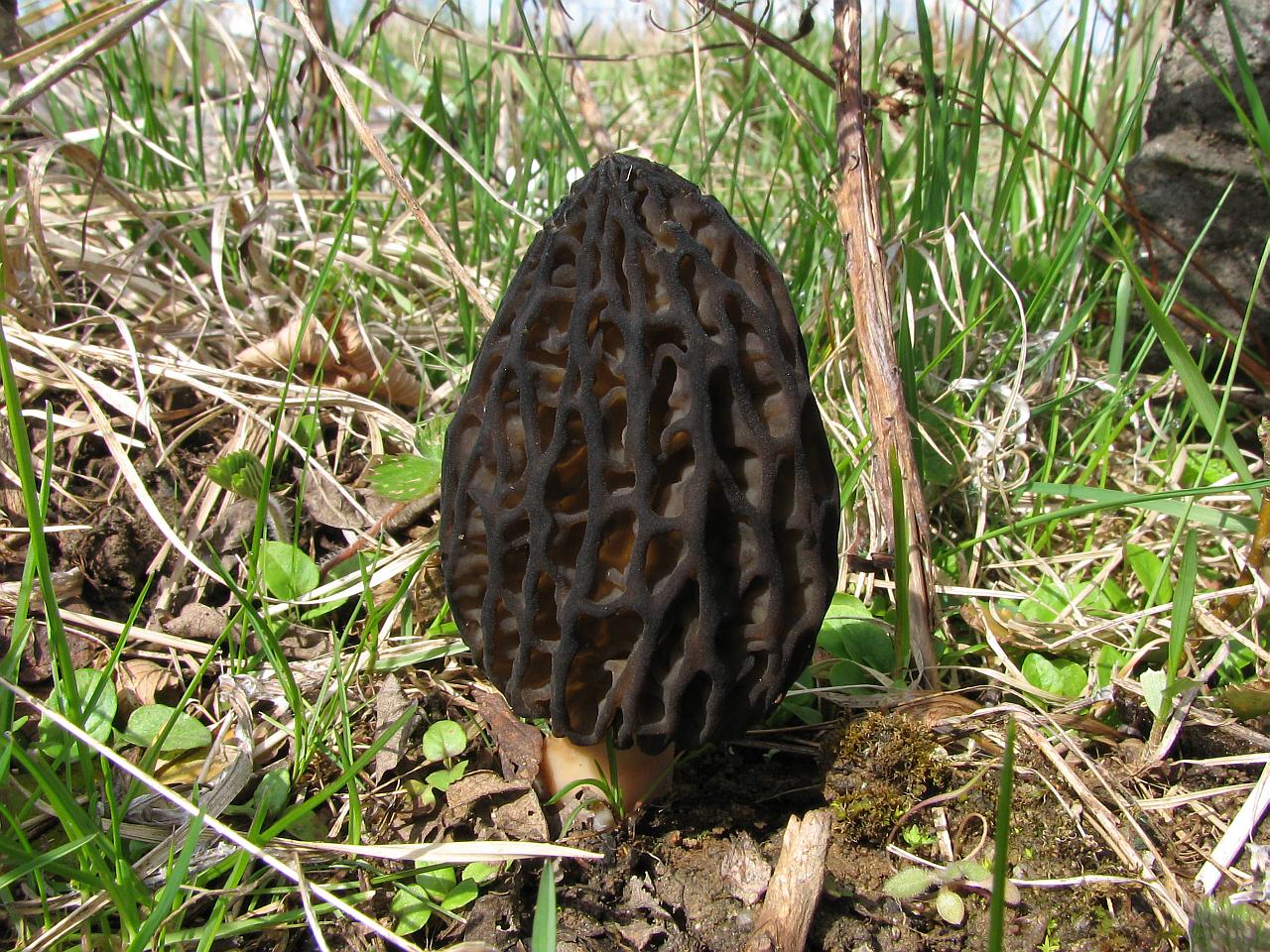 Morchella elata
