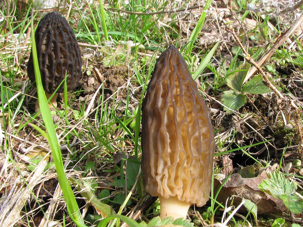 Morchella elata
