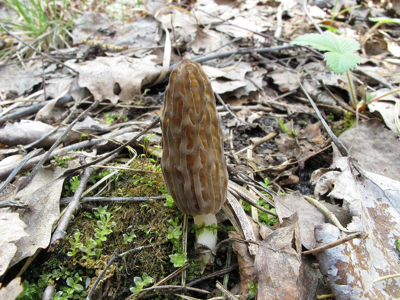 Morchella elata