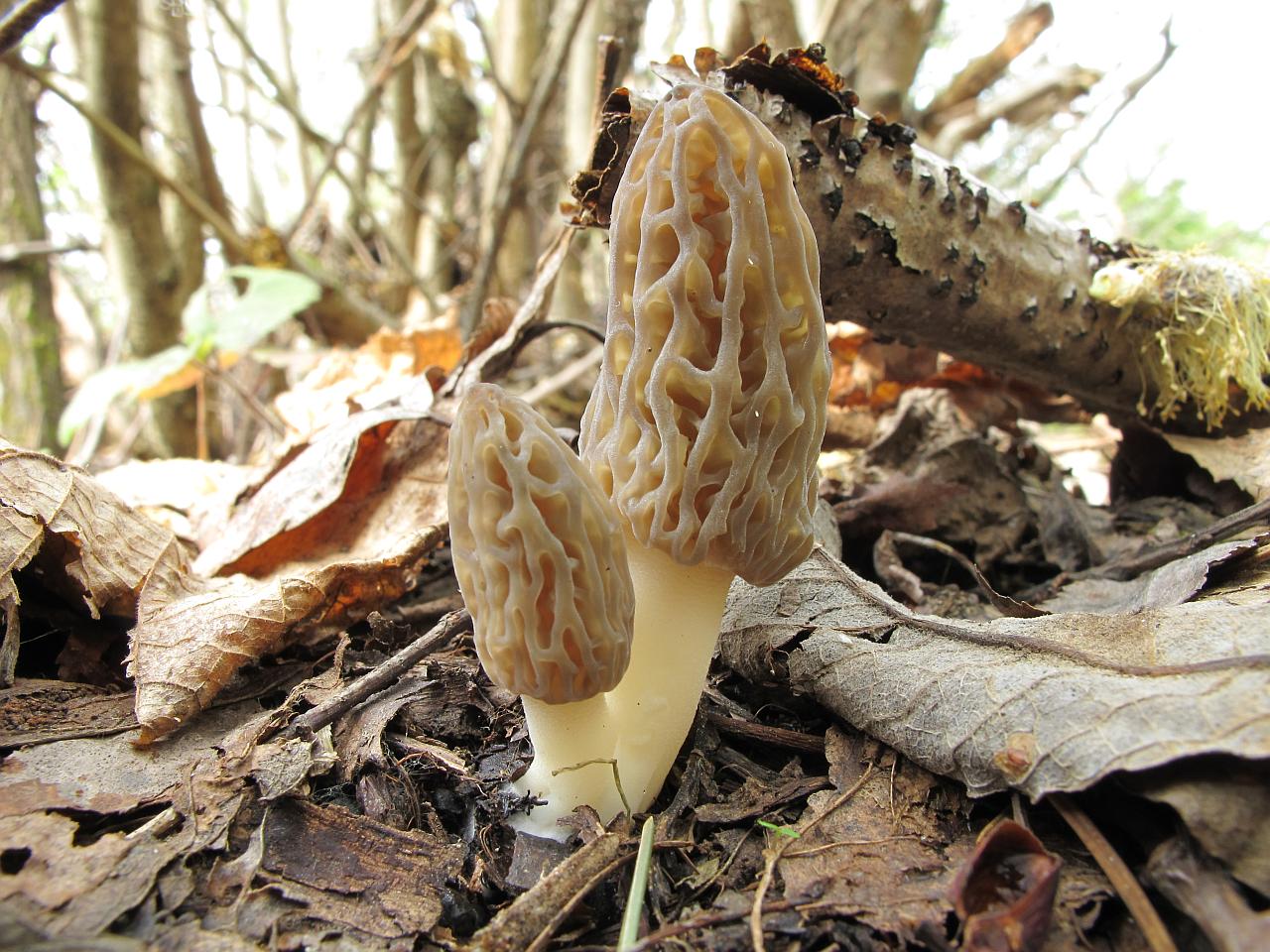 Morchella elata