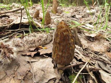 Morchella elata