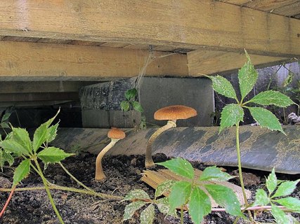 Armillaria gallica