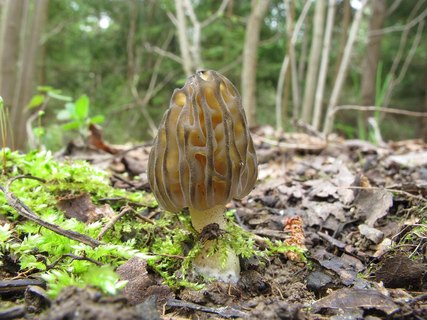 Morchella elata