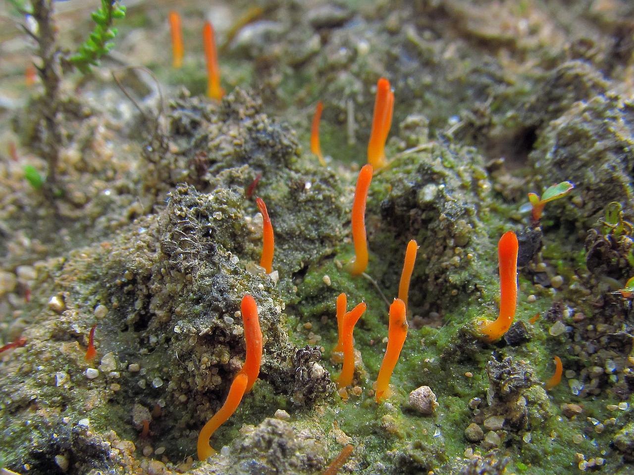 Multiclavula vernalis