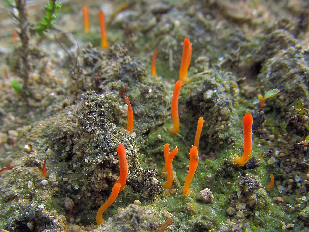 Multiclavula vernalis