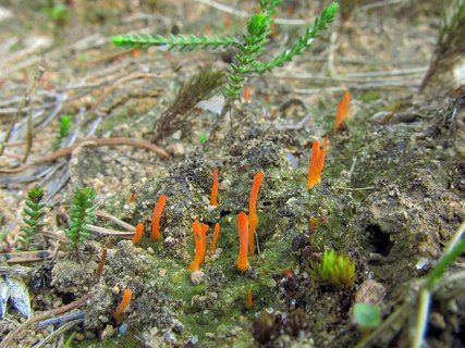 Multiclavula vernalis