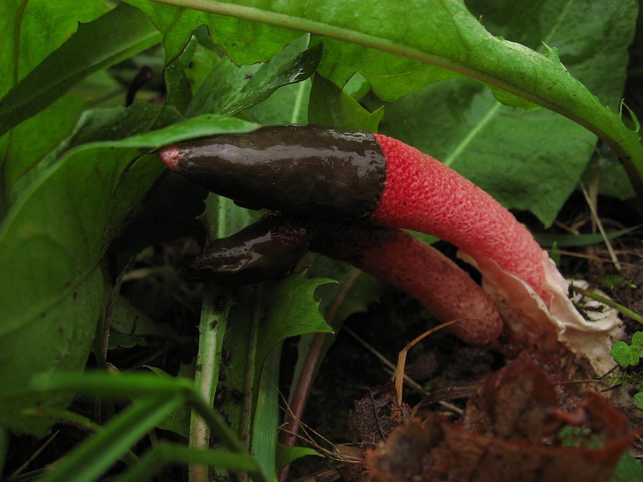 Mutinus ravenelii