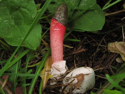 Mutinus ravenelii