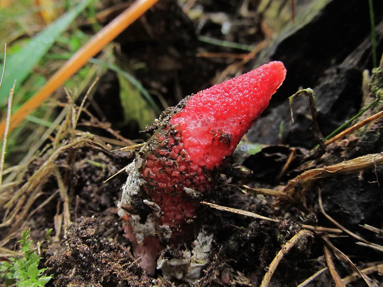 Mutinus ravenelii