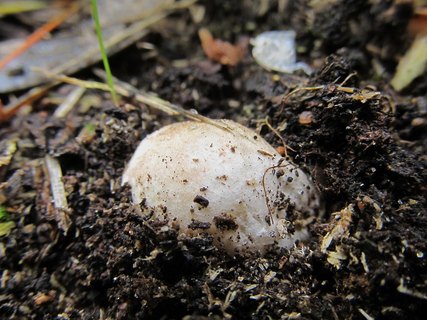 Mutinus ravenelii