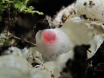 Mutinus ravenelii