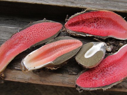 Mutinus ravenelii