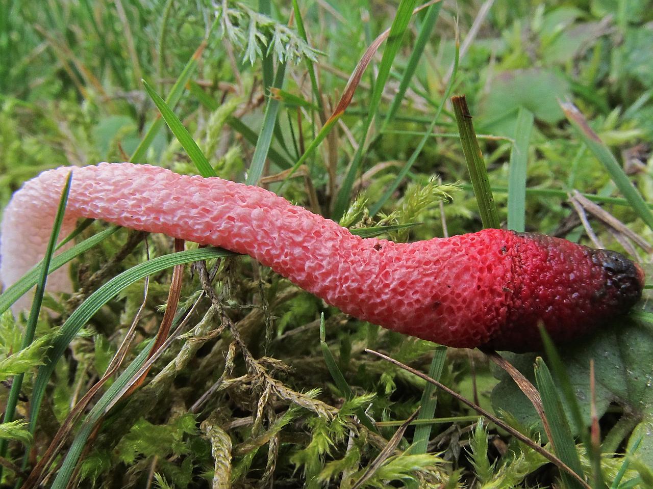 Mutinus ravenelii