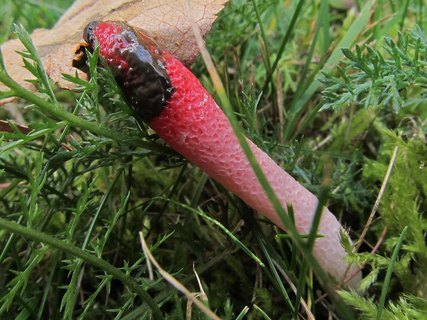 Mutinus ravenelii