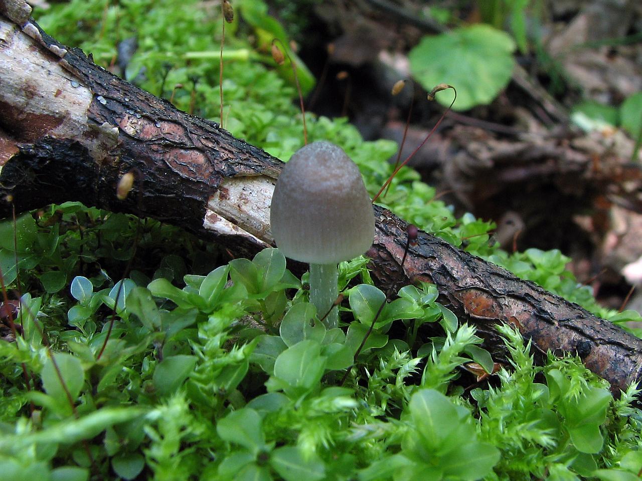 Mycena abramsii