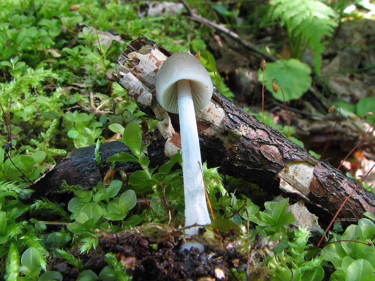 Mycena abramsii