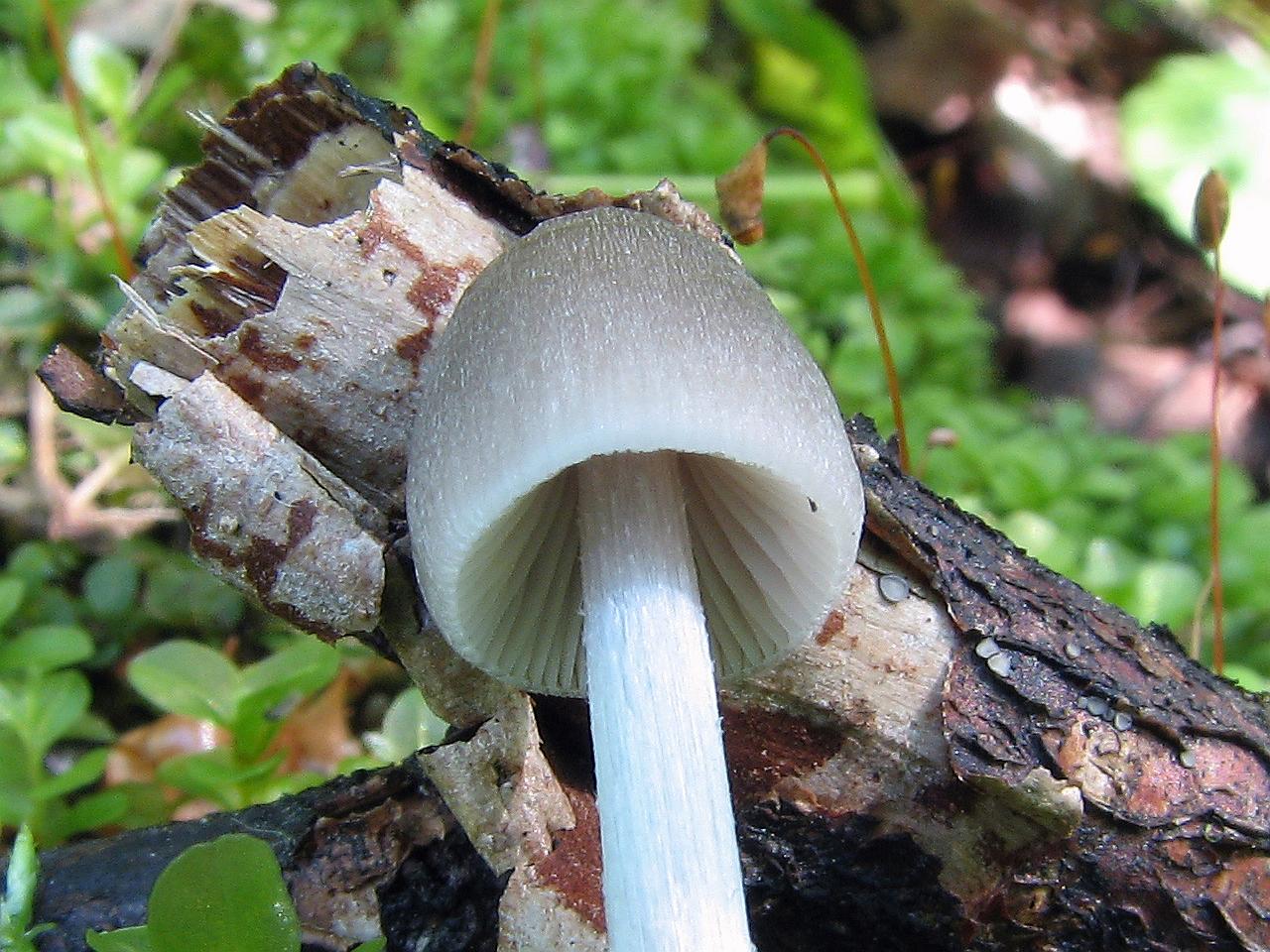 Mycena abramsii