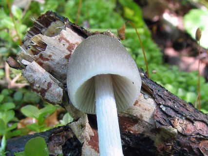 Mycena abramsii