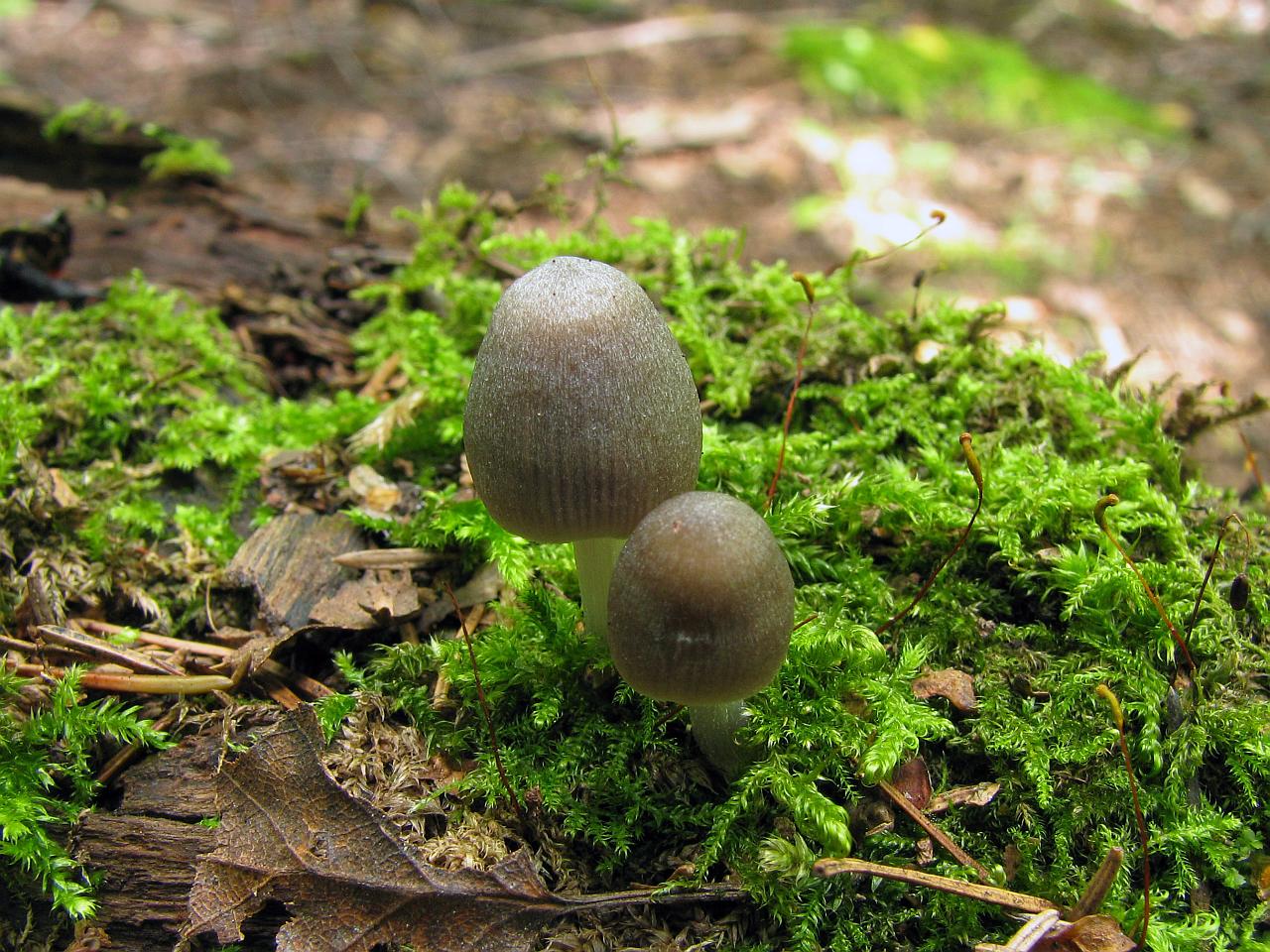 Mycena abramsii