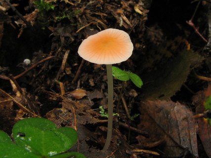Mycena acicula