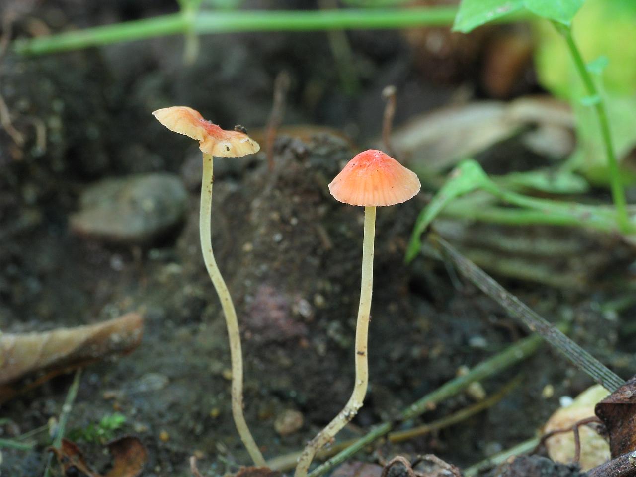 Mycena acicula