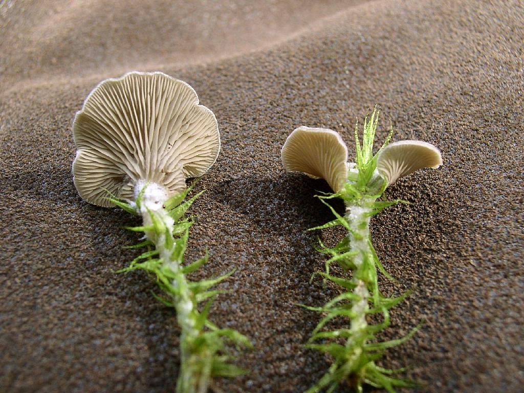 Arrhenia acerosa