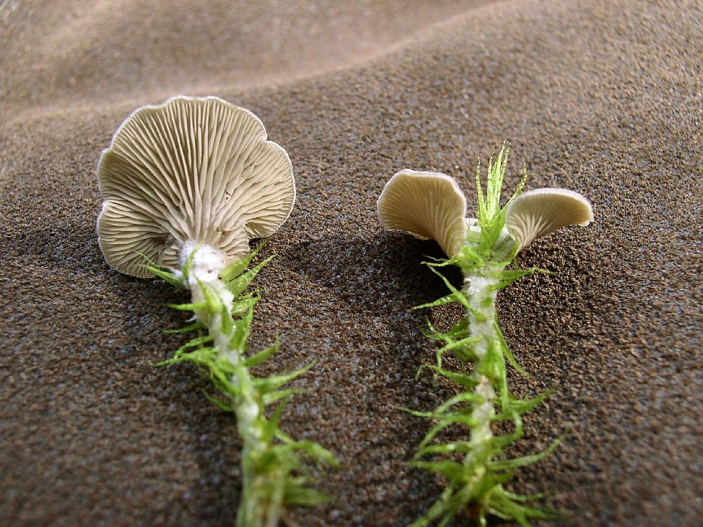 Arrhenia acerosa