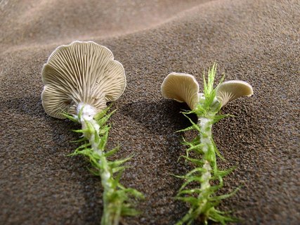 Arrhenia acerosa