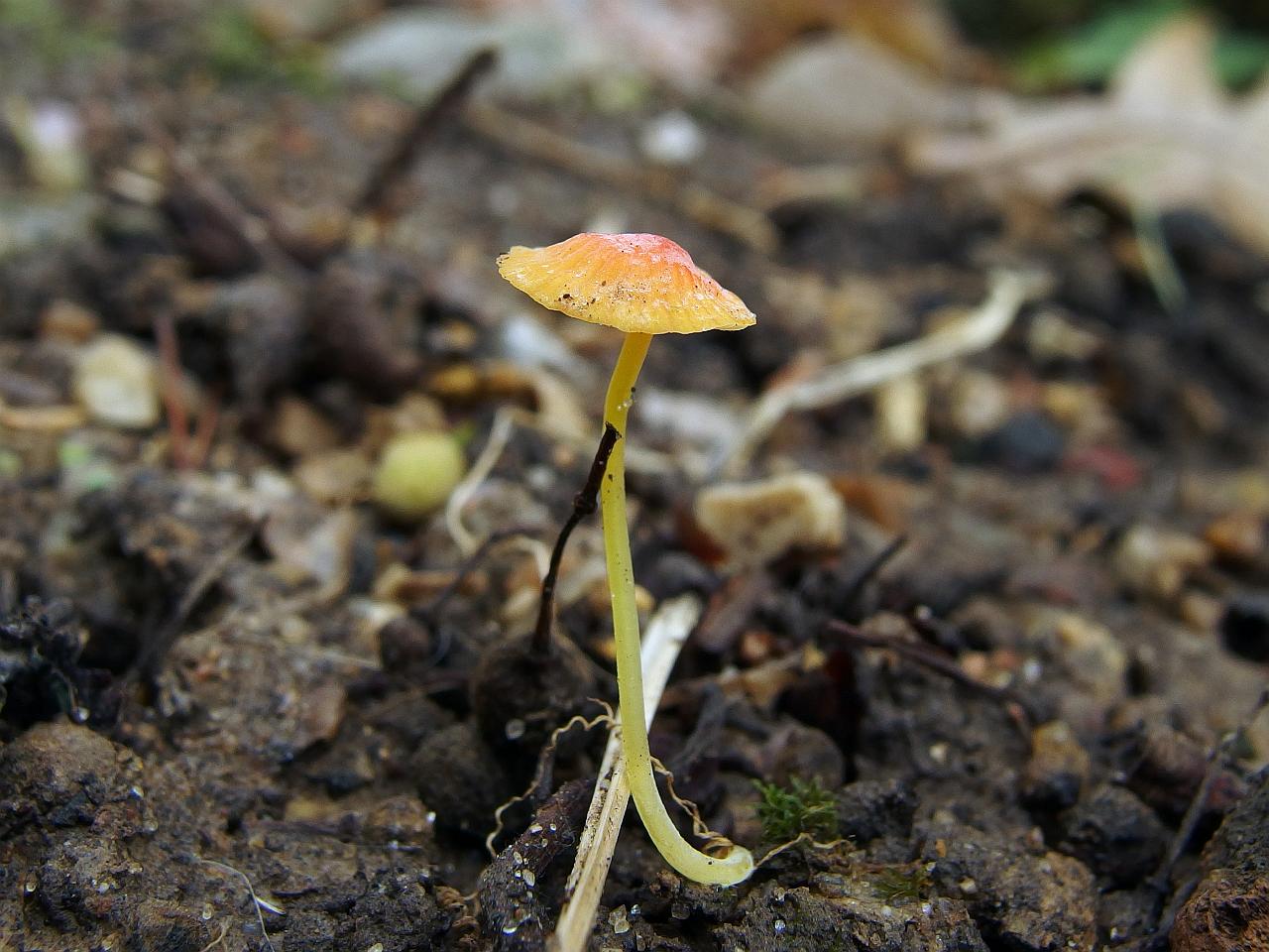 Mycena acicula
