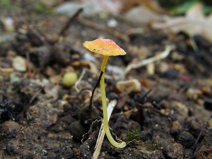 Mycena acicula