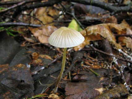 Mycena citrinomarginata