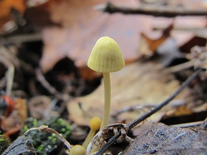 Mycena citrinomarginata