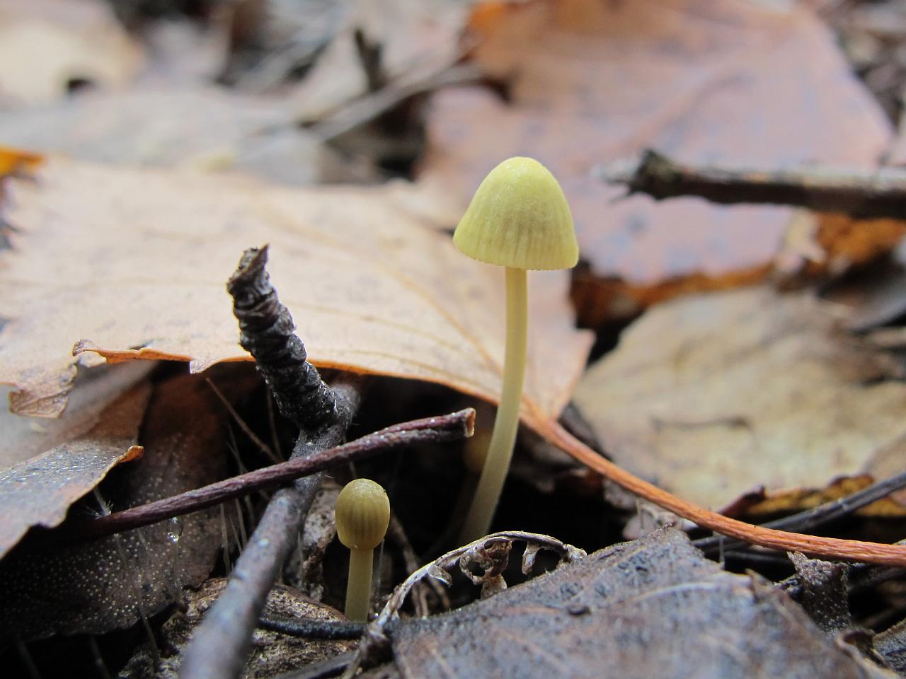 Mycena citrinomarginata