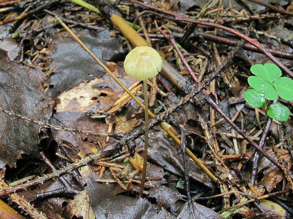 Mycena citrinomarginata