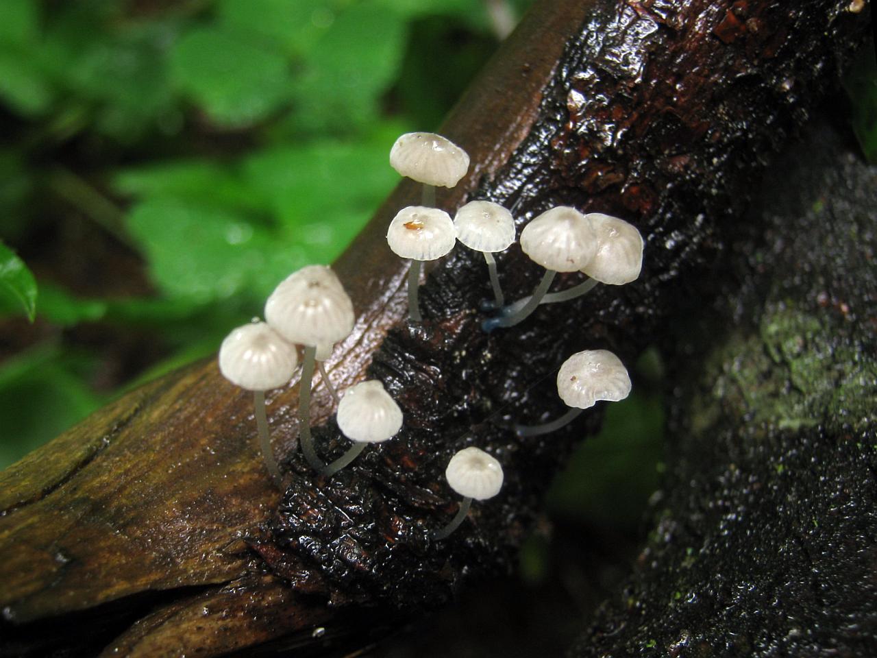 Mycena cyanorrhiza