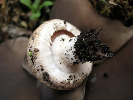 Agaricus bitorquis