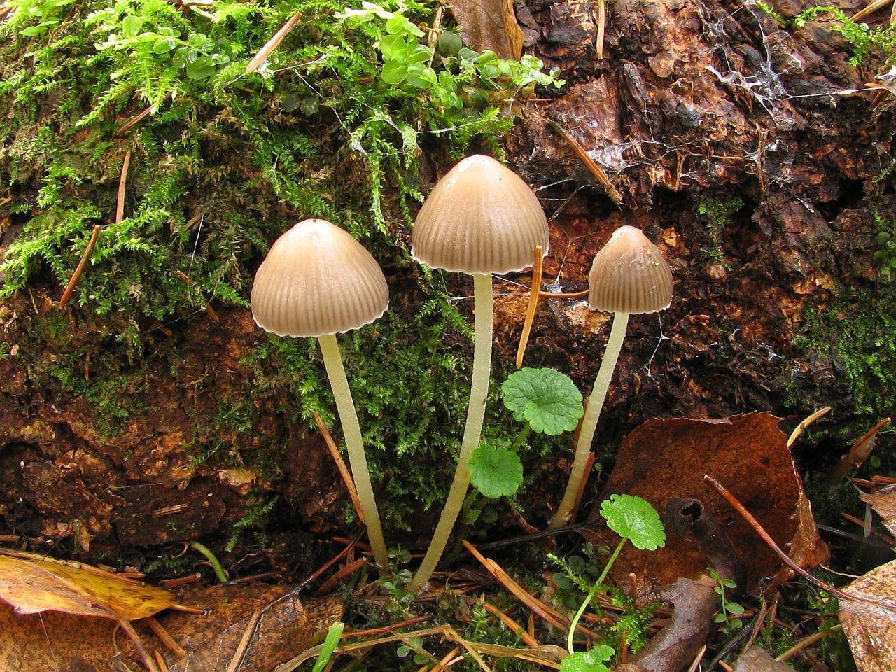 Mycena epipterygia